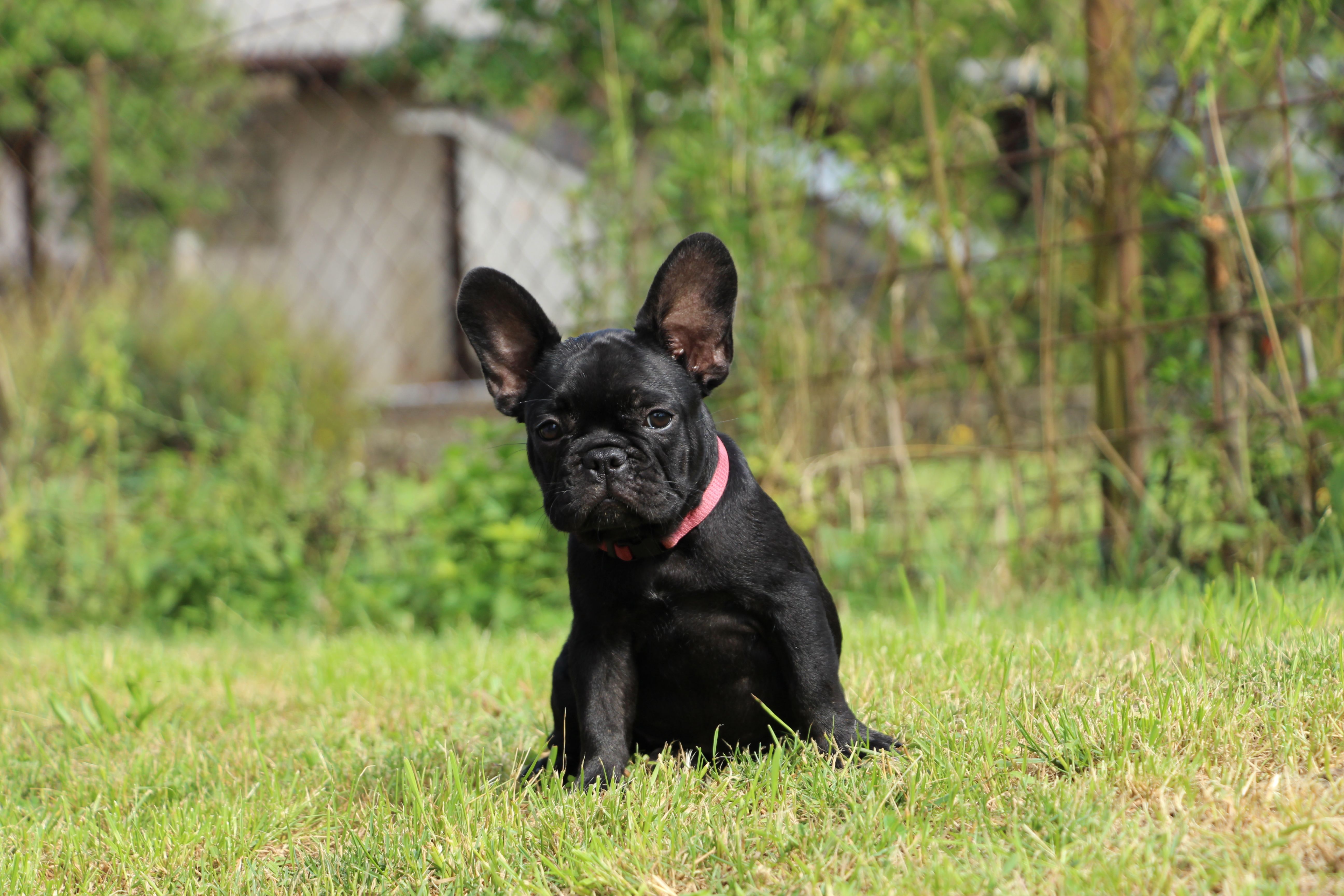 <svg class='purple'></svg> <b> Magic Molly</b> <svg class='purple'></svg>